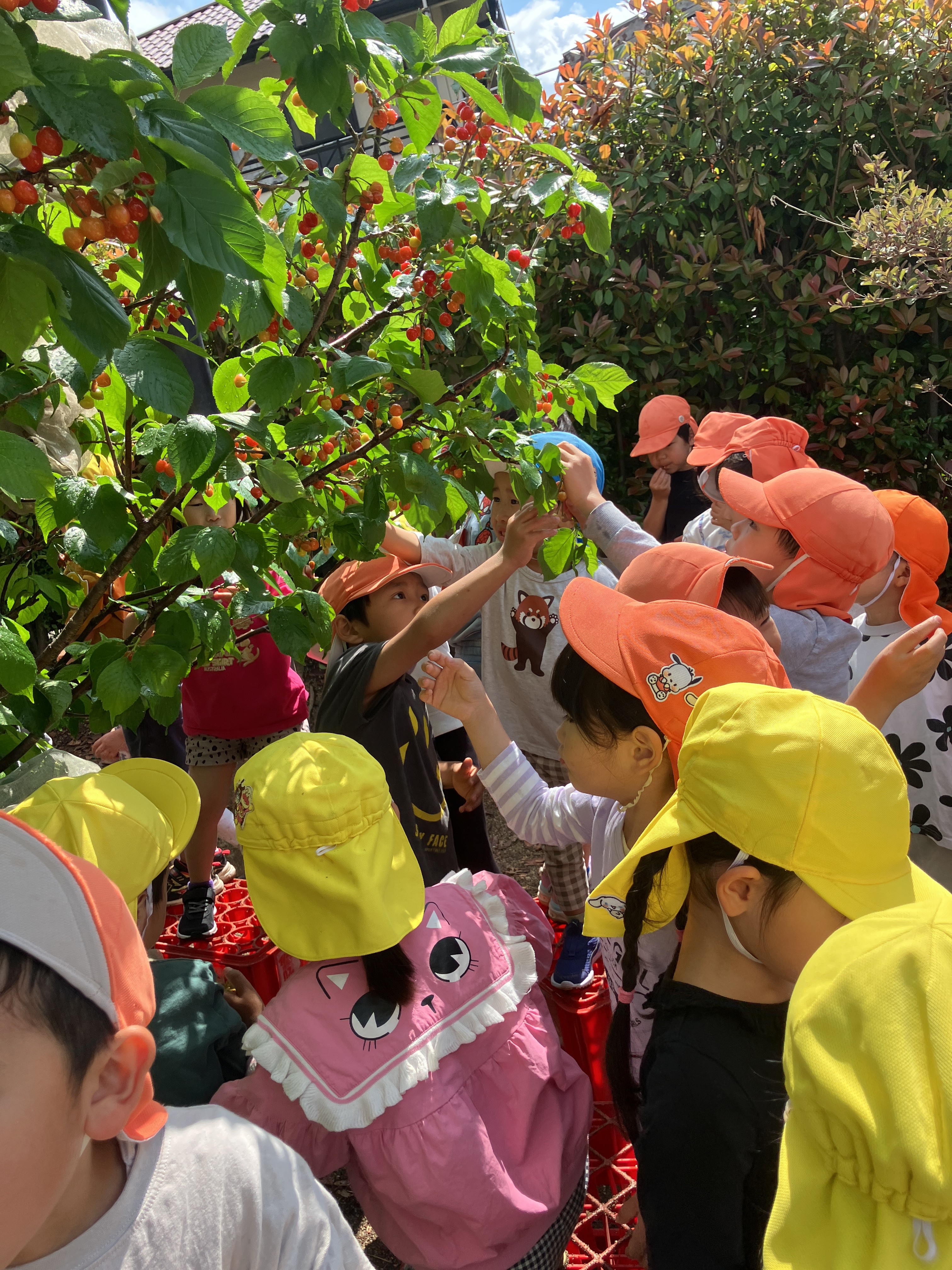 沢山のさくらんぼを収穫しました