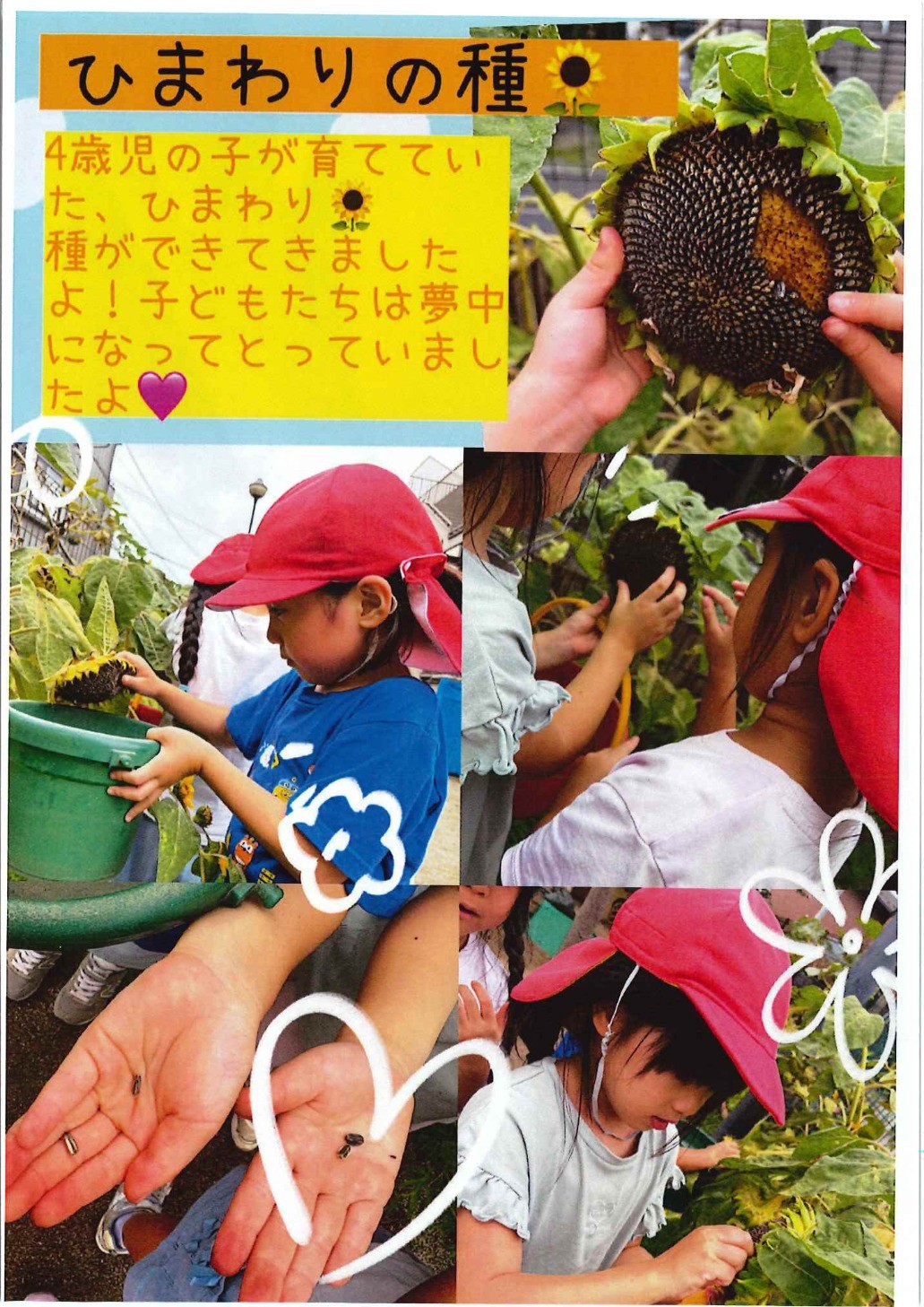 ひまわりの種