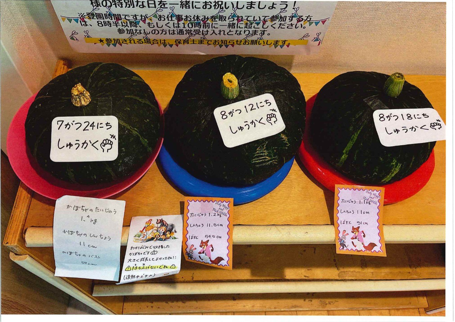 かぼちゃの収穫②