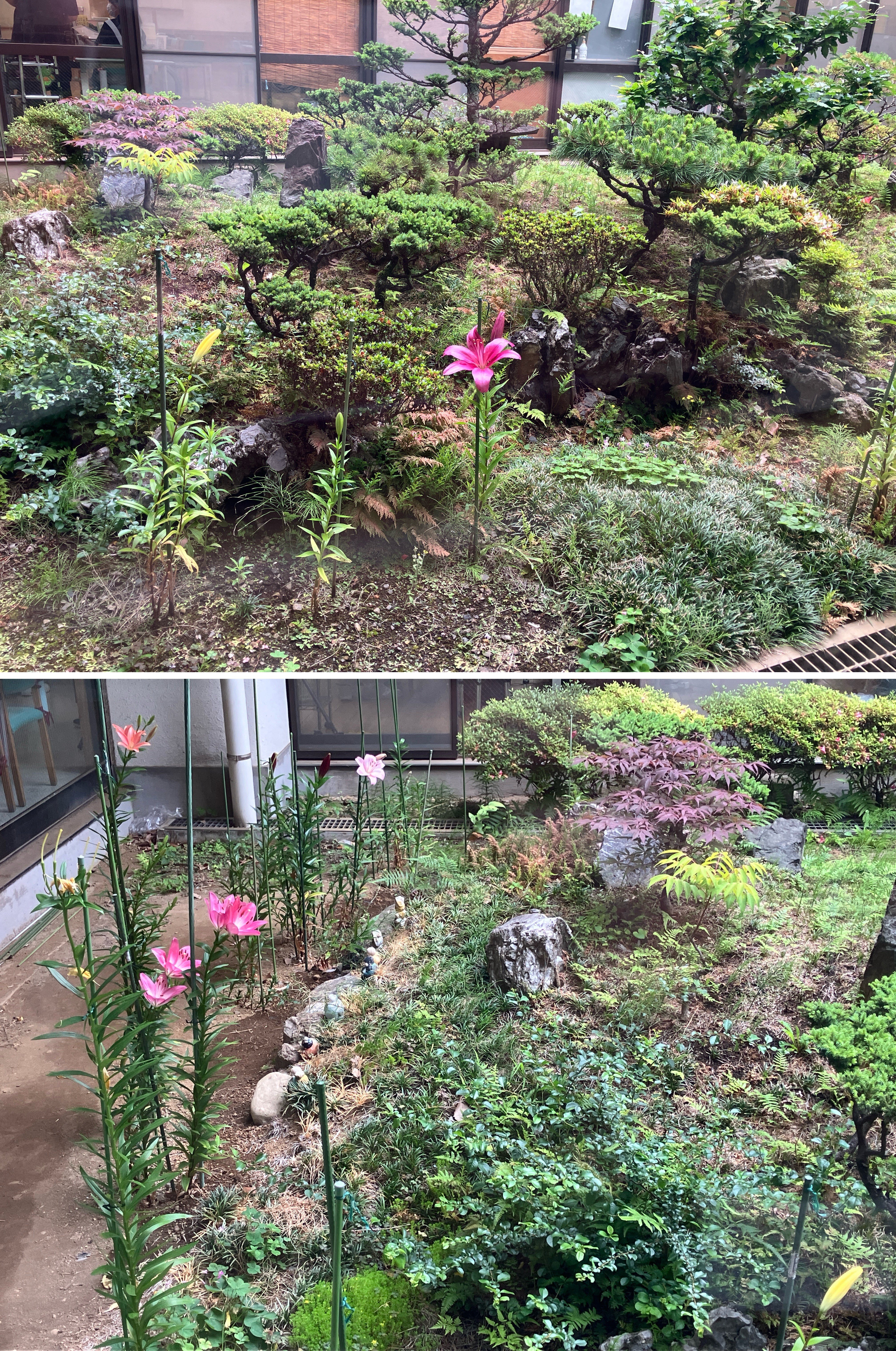 中庭　ゆり