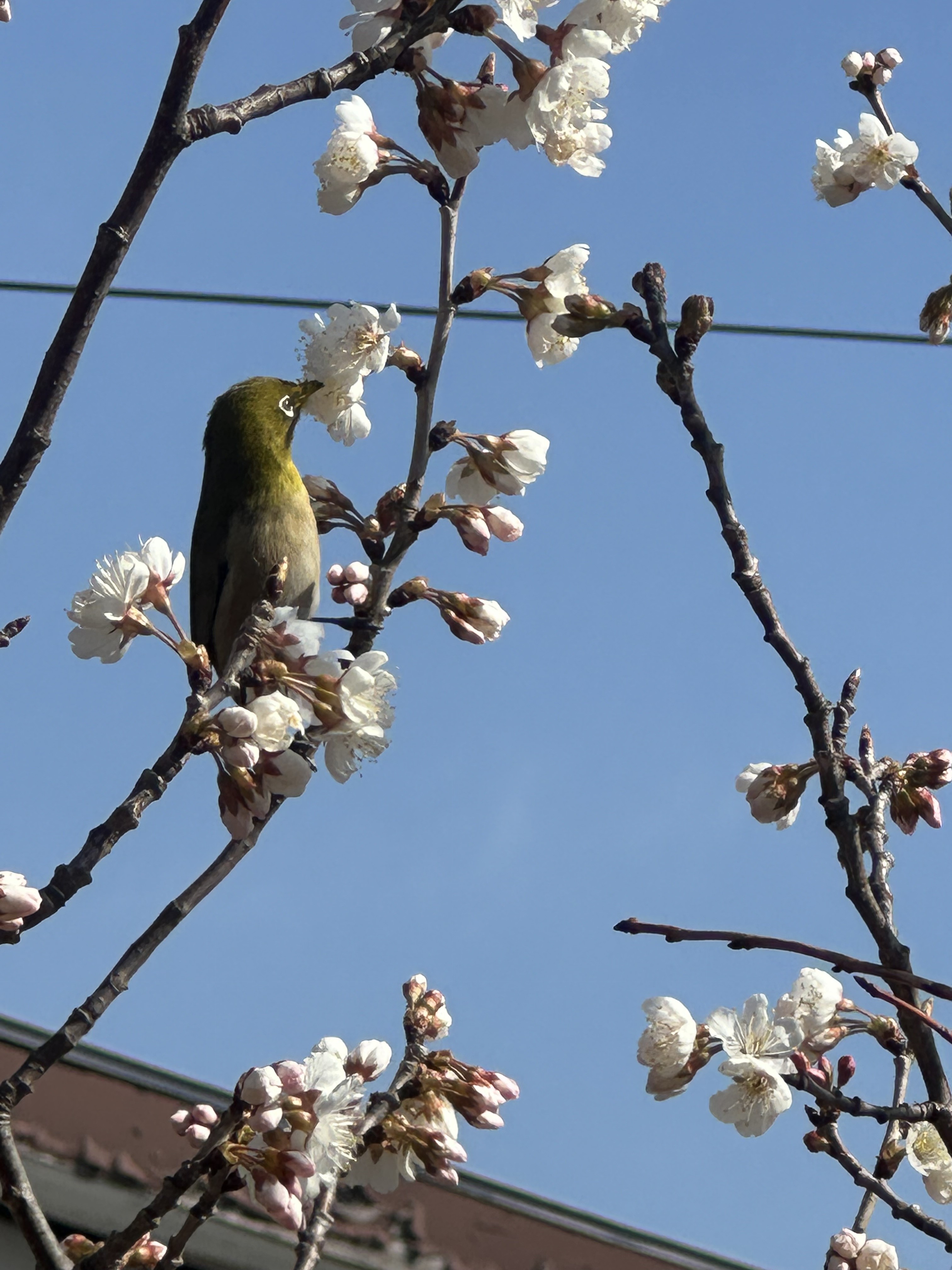 めじろが来たよ♪