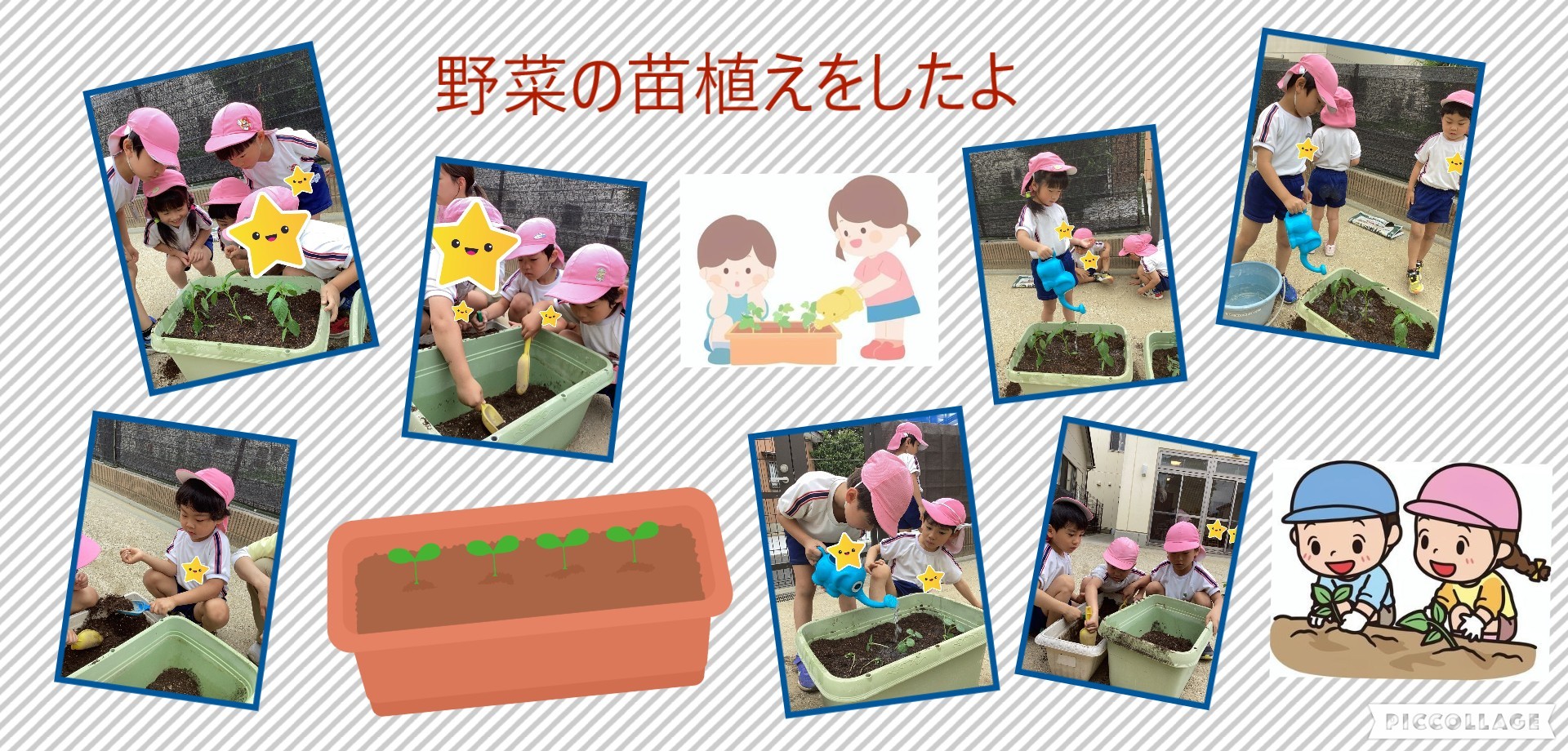 野菜の苗植えをしたよ