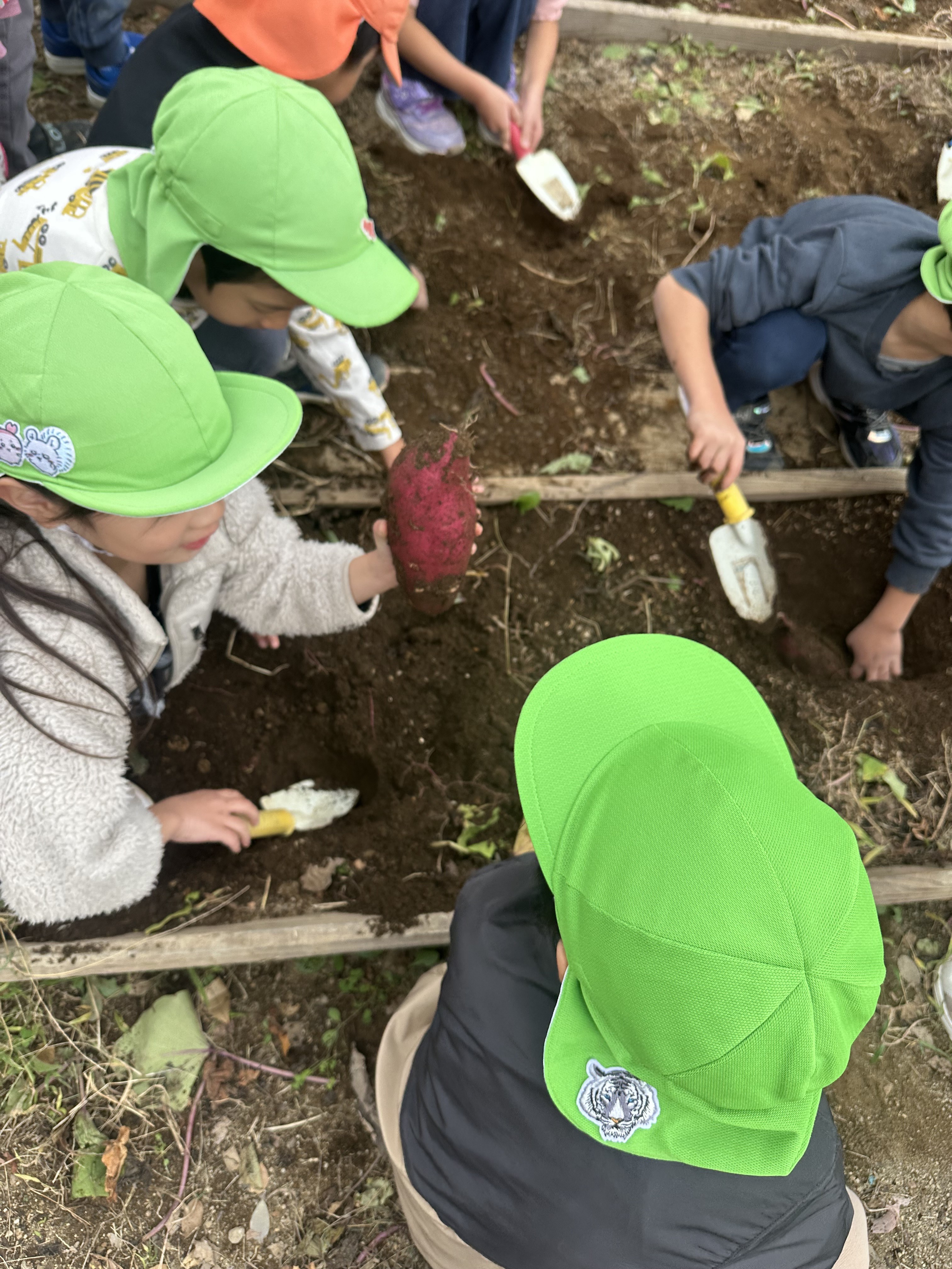 今年もお芋を掘ったよ