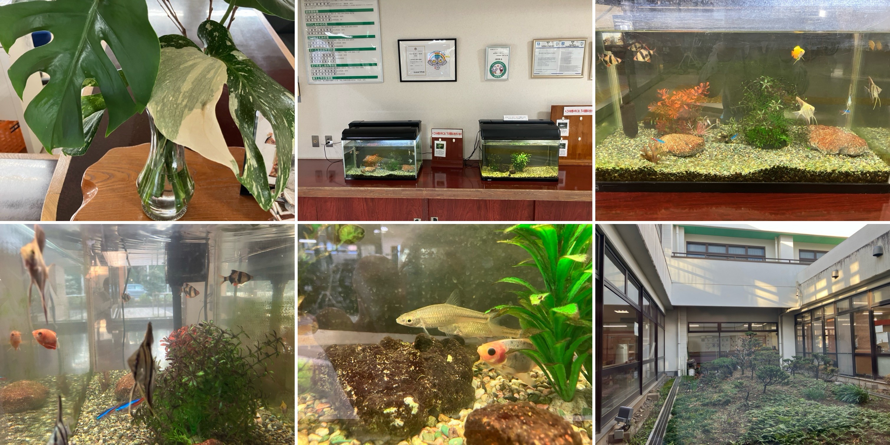 水槽の魚と中庭